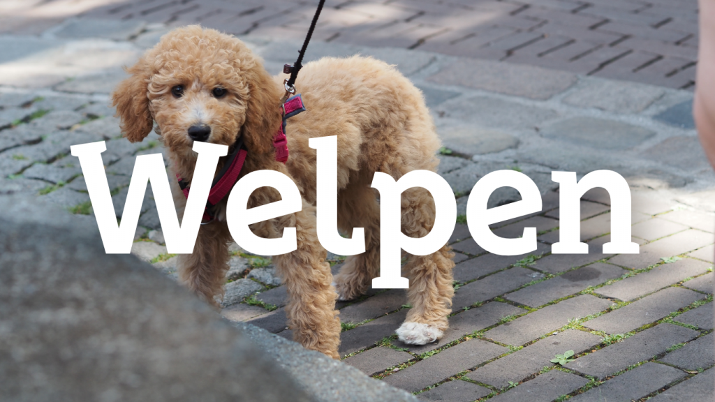 Welpen