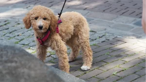 Welpe beim Welpentraining mit Hundetrainerin Alena