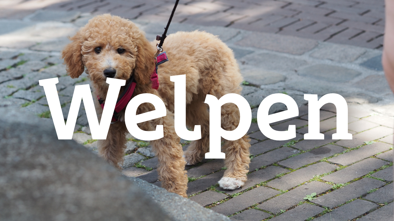 Welpen