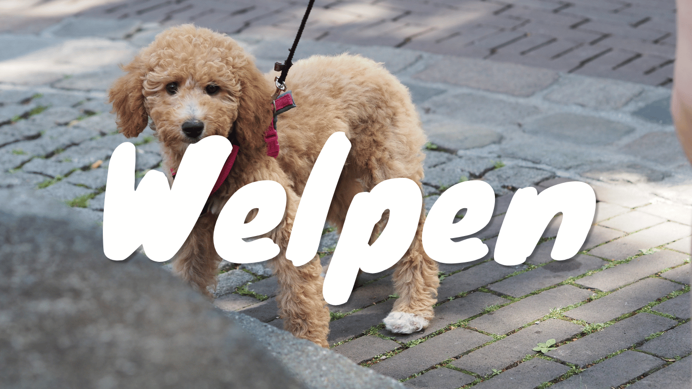 Welpenschule