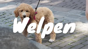 Welpe beim Welpentraining mit Hundetrainerin Alena