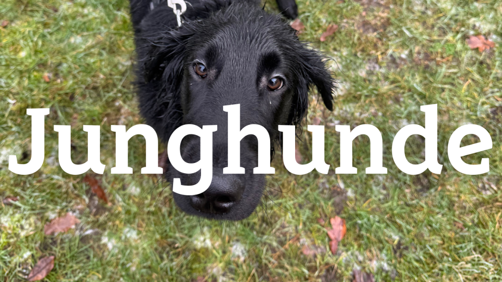 Junghunde