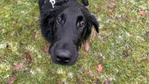 Junghund im Training mit Hundetrainerin Alena