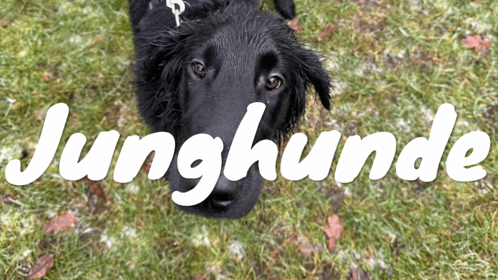 Junghunde