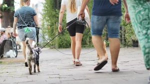 Social Walk mit mehreren Hundehaltern und Hunden