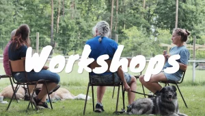 Workshop Hundetraining