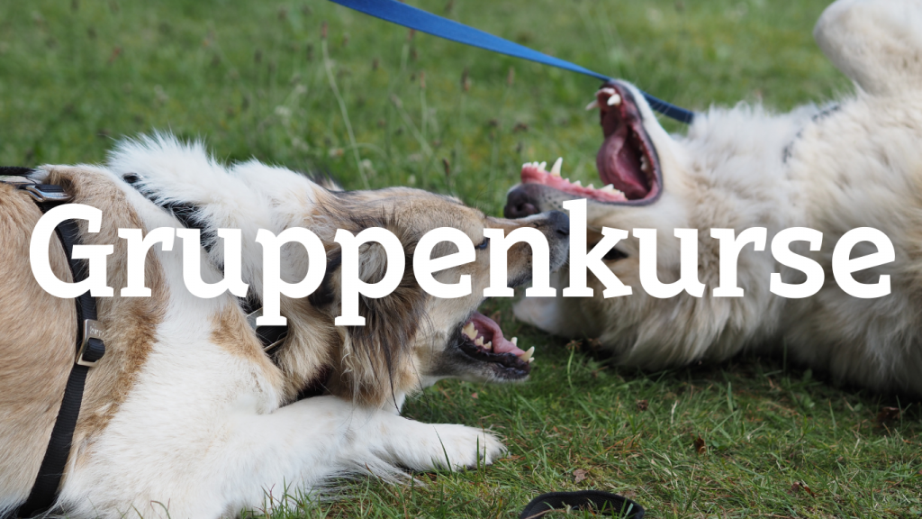 Hundetraining Gruppenkurse