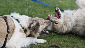 Gruppenkurs Hundetraining mit mehreren Hunden