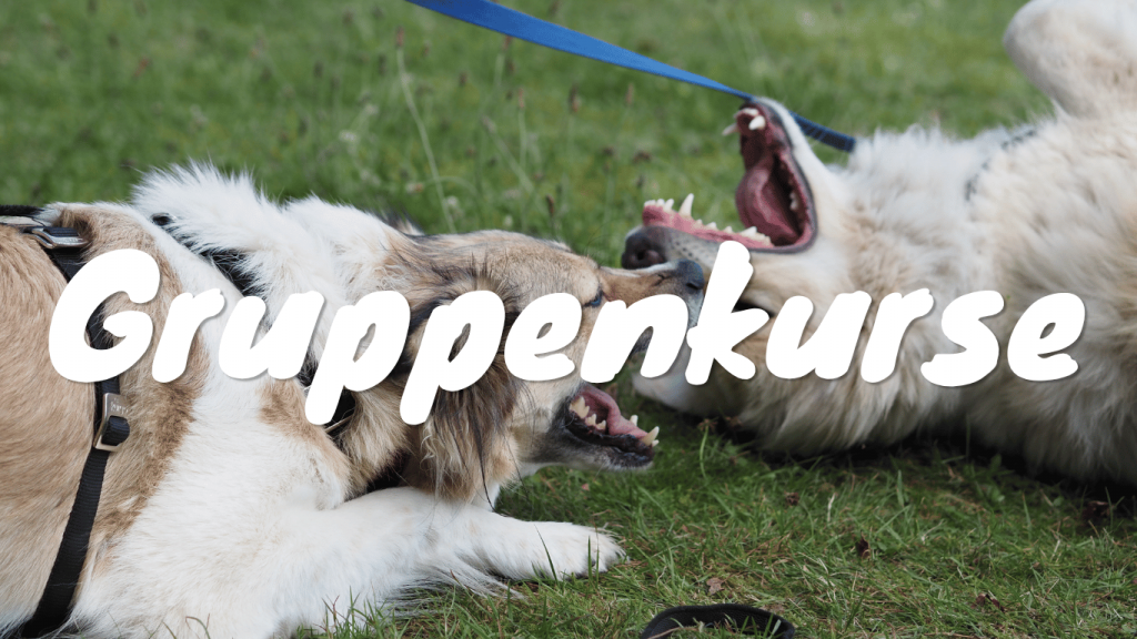 Gruppenkurse Hundetraining