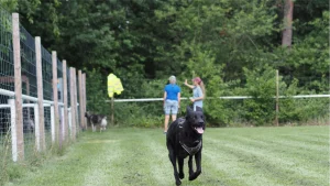 Einzeltraining mit Hund und Hundetrainerin