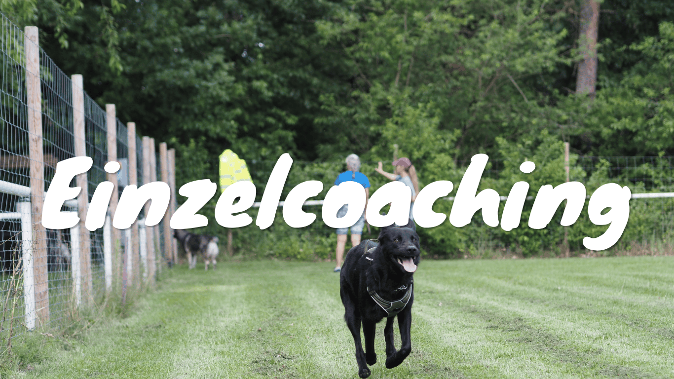 Einzeltraining Hundetraining