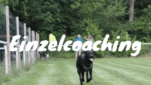 Einzeltraining mit Hund und Hundetrainerin
