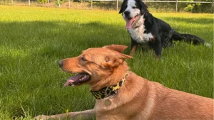 Sozialkontaktstunde mit mehreren Hunden beim Hundetraining