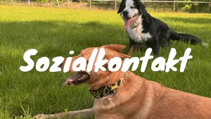 Sozialkontaktstunde mit mehreren Hunden beim Hundetraining