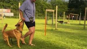 Crossdogging Training mit Hund