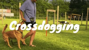 Crossdogging Training mit Hund