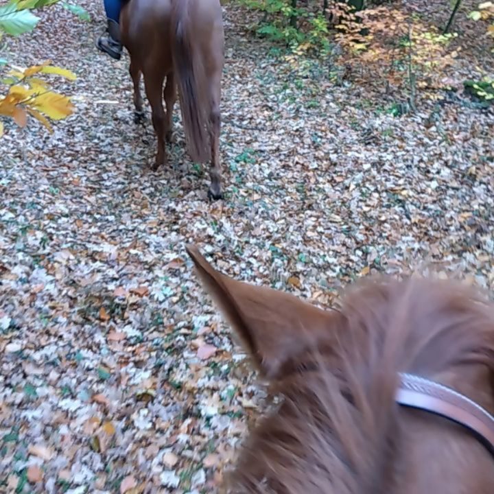 Instagram post from alenas.hundetraining. This post is in position 5.