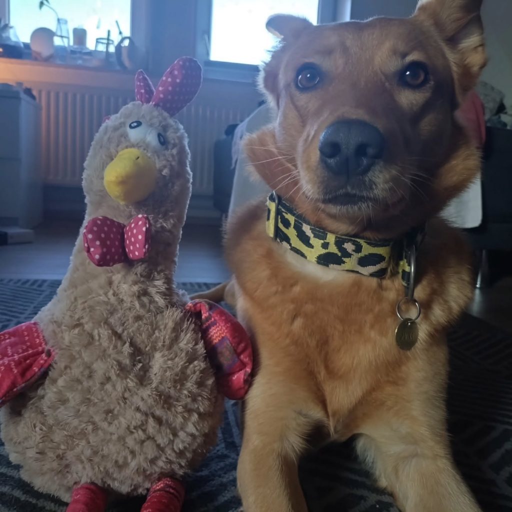 Instagram post from alenas.hundetraining. This post is in position 14.