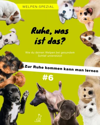 Instagram post from alenas.hundetraining. This post is in position 1.