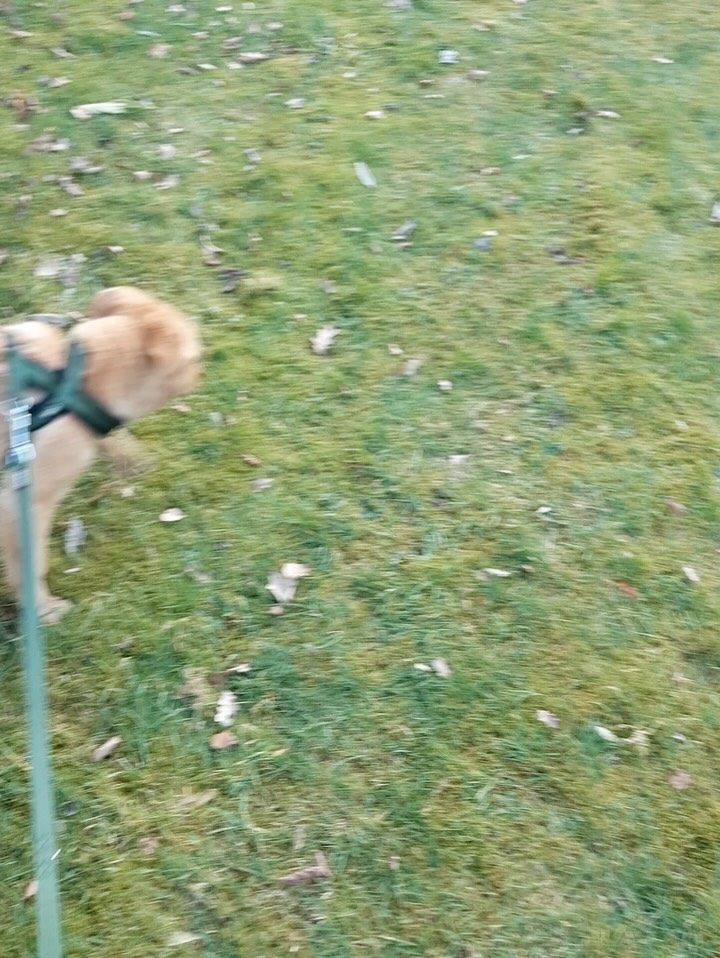 Instagram post from alenas.hundetraining. This post is in position 14.