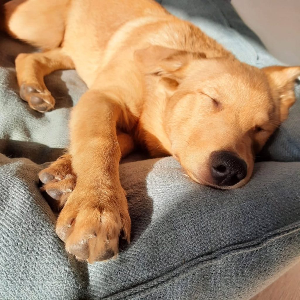 Instagram post from alenas.hundetraining. This post is in position 3.