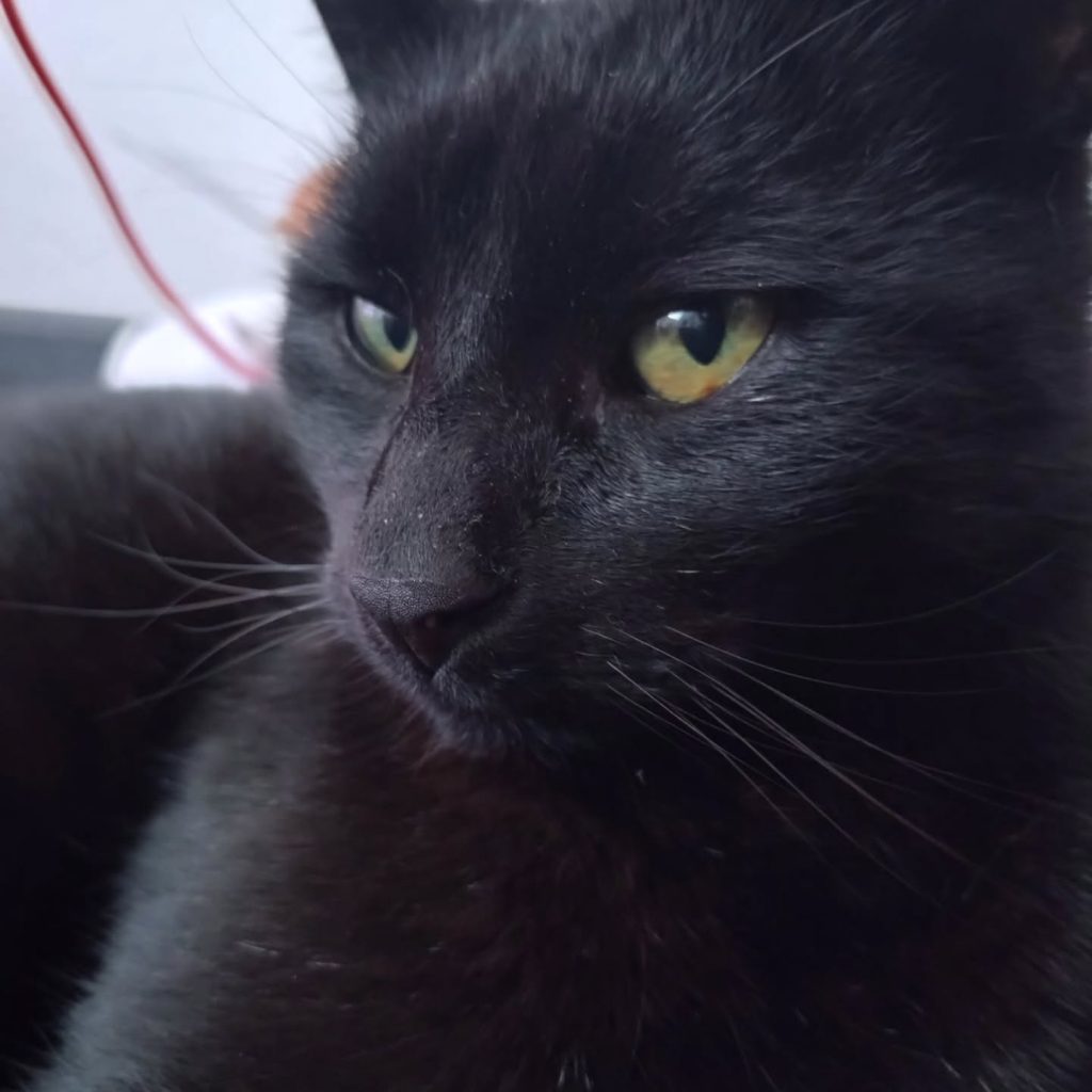 Instagram post from alenas.hundetraining. This post is in position 3.