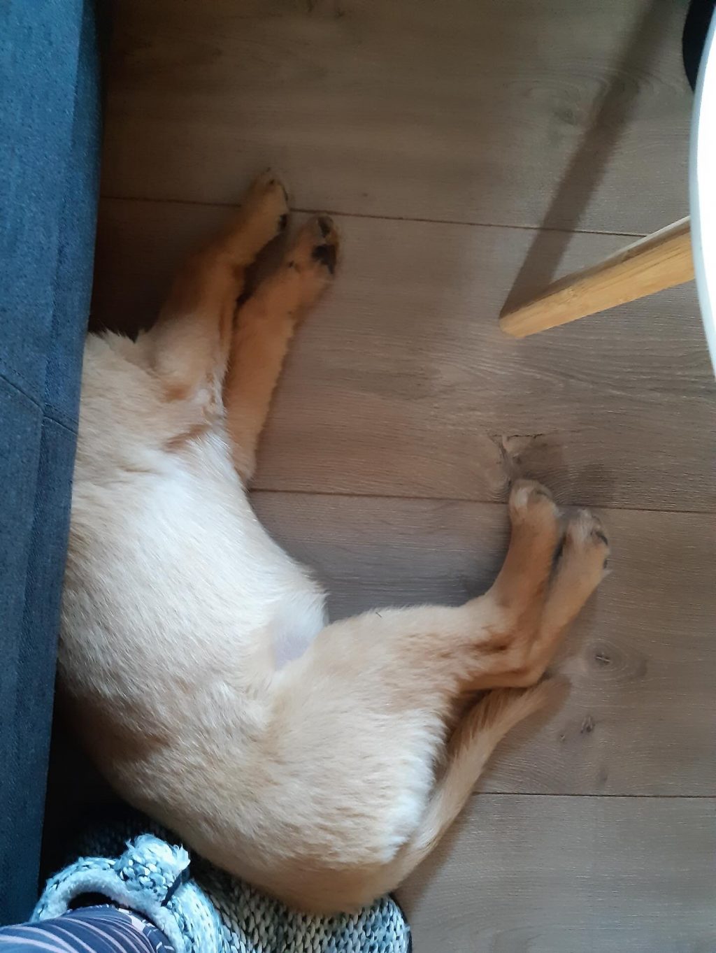 Instagram post from alenas.hundetraining. This post is in position 9.