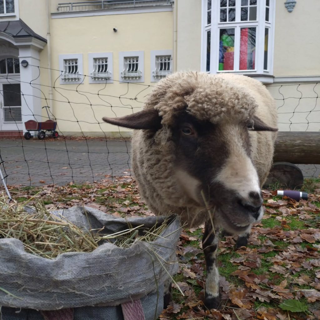 Instagram post from alenas.hundetraining. This post is in position 17.