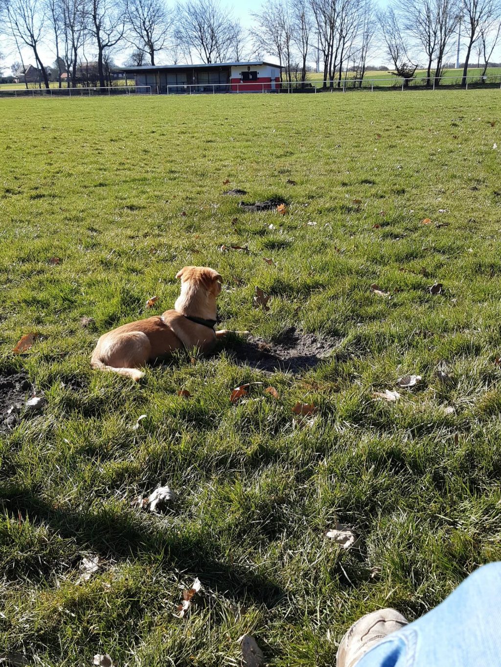 Instagram post from alenas.hundetraining. This post is in position 16.