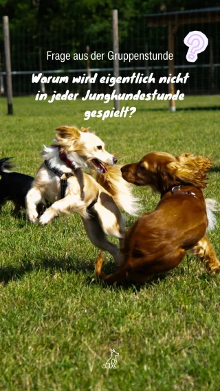Instagram post from alenas.hundetraining. This post is in position 1.