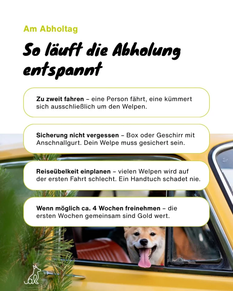 Instagram post from alenas.hundetraining. This post is in position 3.