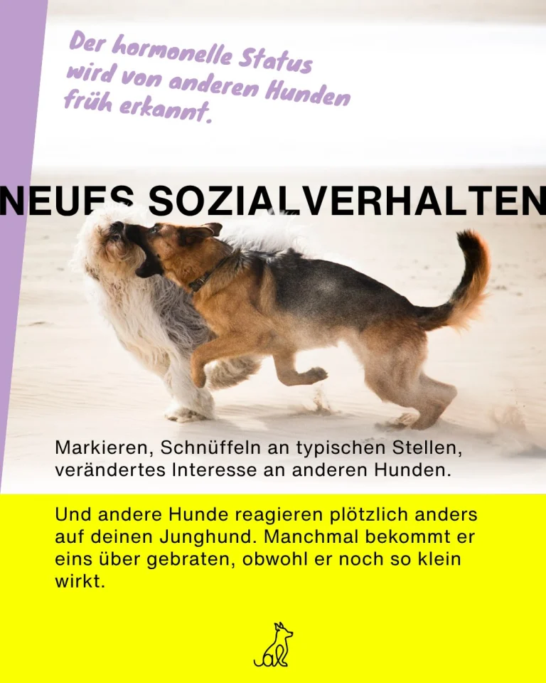 Instagram post from alenas.hundetraining. This post is in position 3.