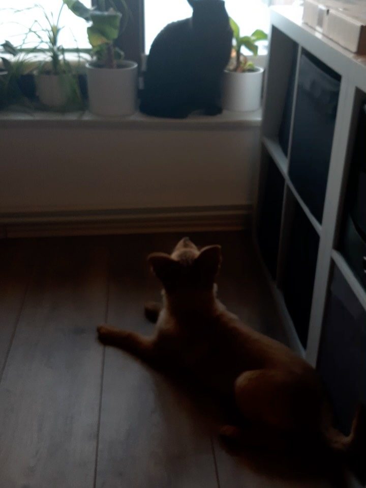 Instagram post from alenas.hundetraining. This post is in position 8.