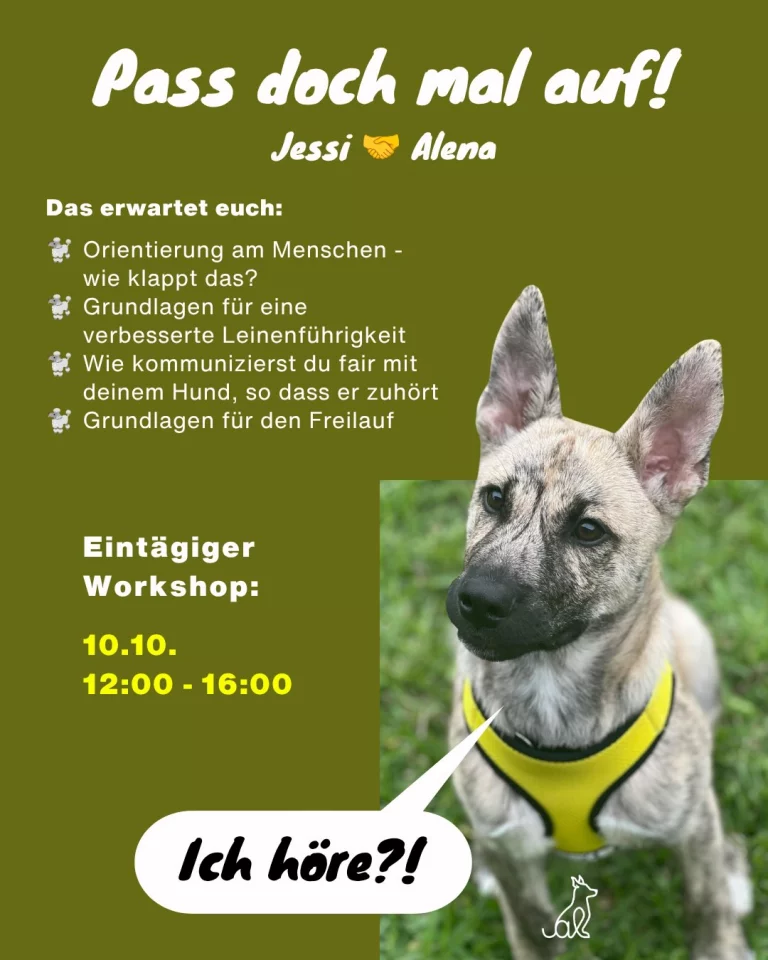 Instagram post from alenas.hundetraining. This post is in position 5.