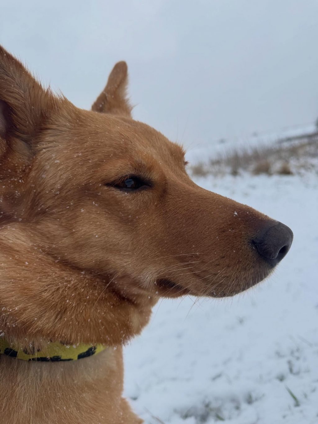 Instagram post from alenas.hundetraining. This post is in position 1.