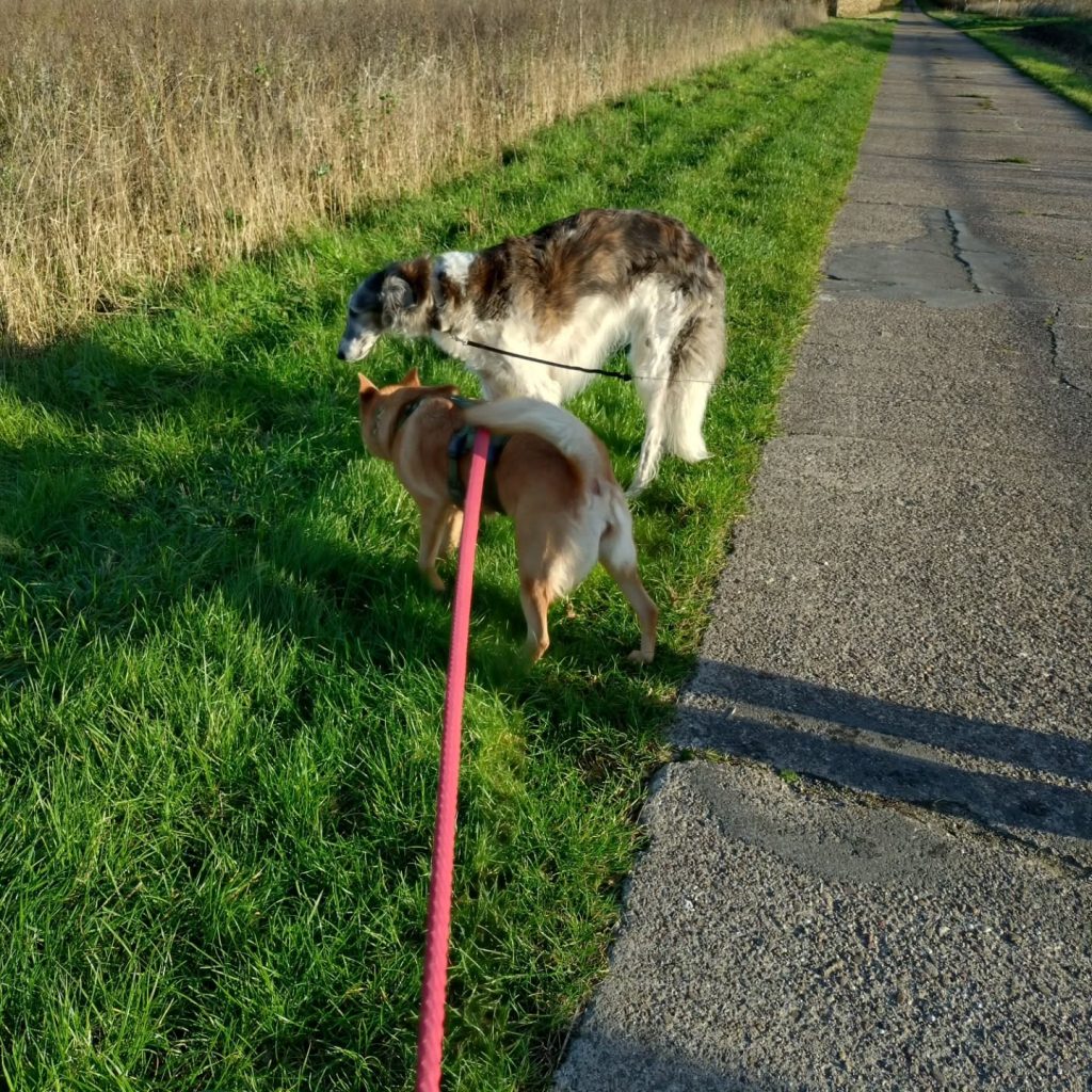 Instagram post from alenas.hundetraining. This post is in position 2.