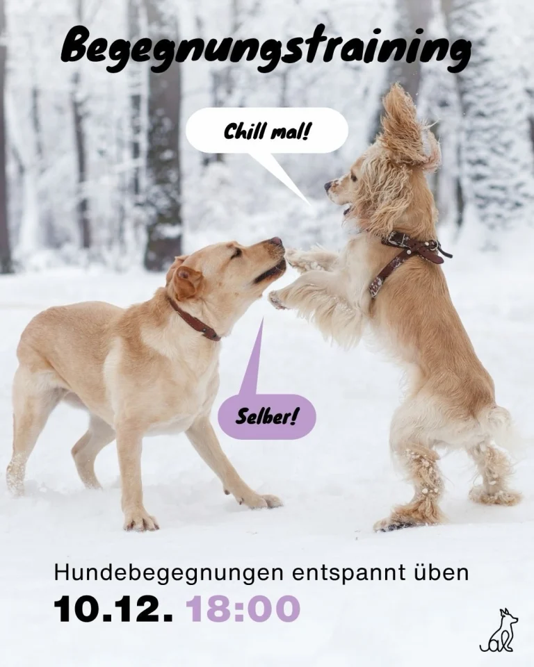 Instagram post from alenas.hundetraining. This post is in position 4.