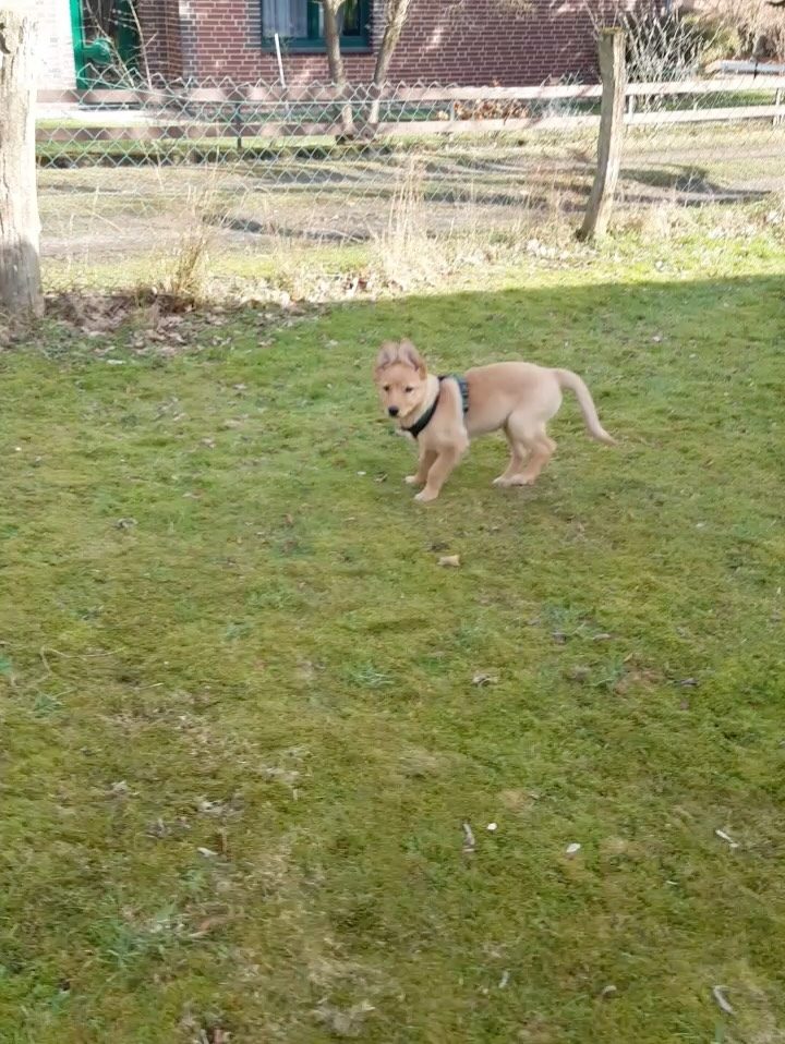 Instagram post from alenas.hundetraining. This post is in position 10.