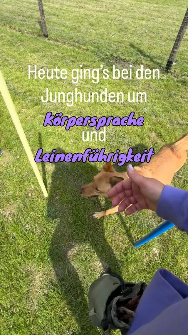 Instagram post from alenas.hundetraining. This post is in position 0.