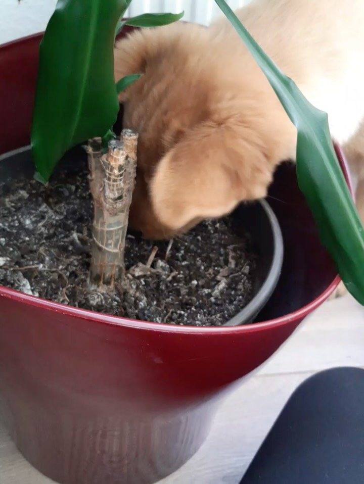 Instagram post from alenas.hundetraining. This post is in position 11.