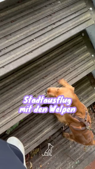 Instagram post from alenas.hundetraining. This post is in position 1.