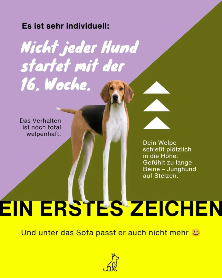 Instagram post from alenas.hundetraining. This post is in position 1.