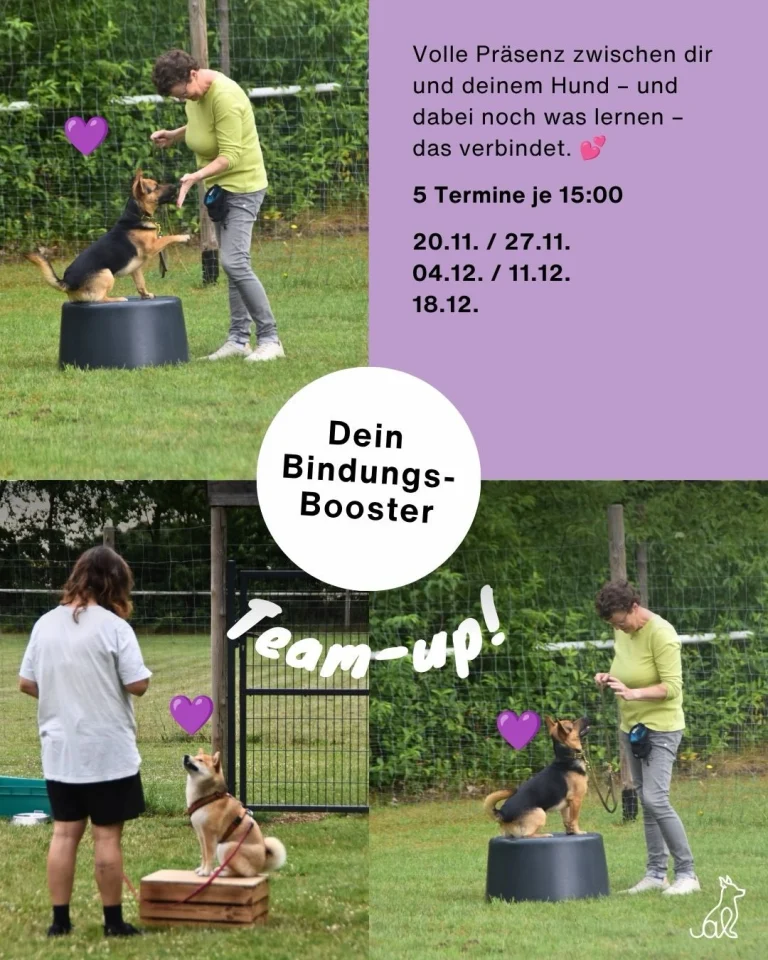 Instagram post from alenas.hundetraining. This post is in position 3.