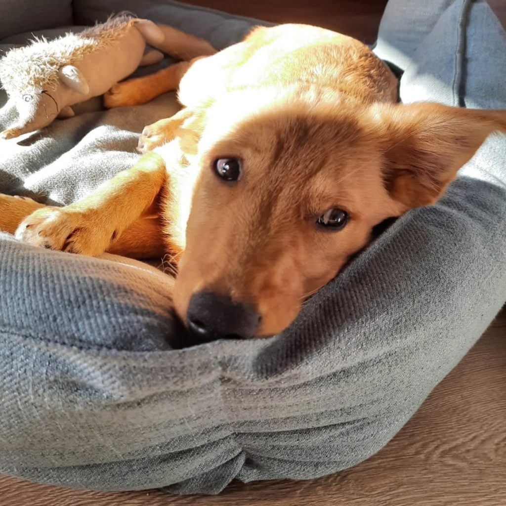 Instagram post from alenas.hundetraining. This post is in position 5.