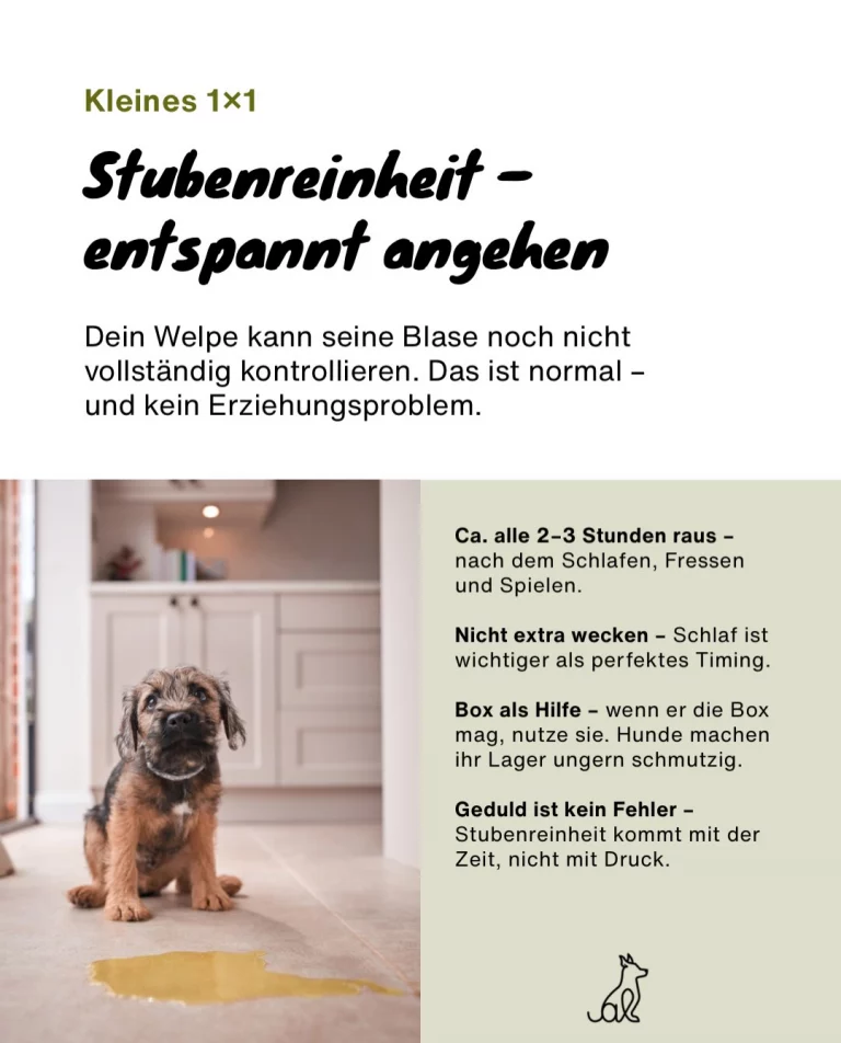 Instagram post from alenas.hundetraining. This post is in position 3.