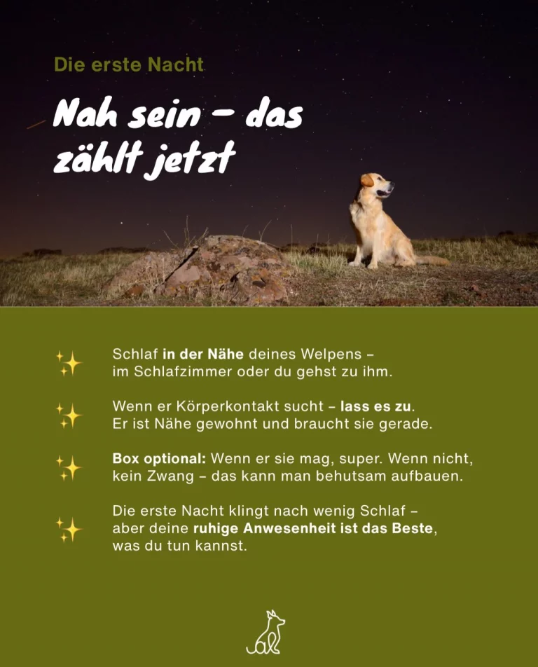 Instagram post from alenas.hundetraining. This post is in position 4.