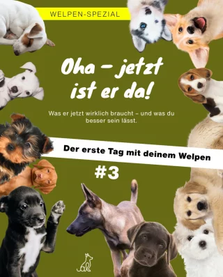 Instagram post from alenas.hundetraining. This post is in position 2.