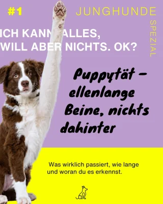 Instagram post from alenas.hundetraining. This post is in position 1.