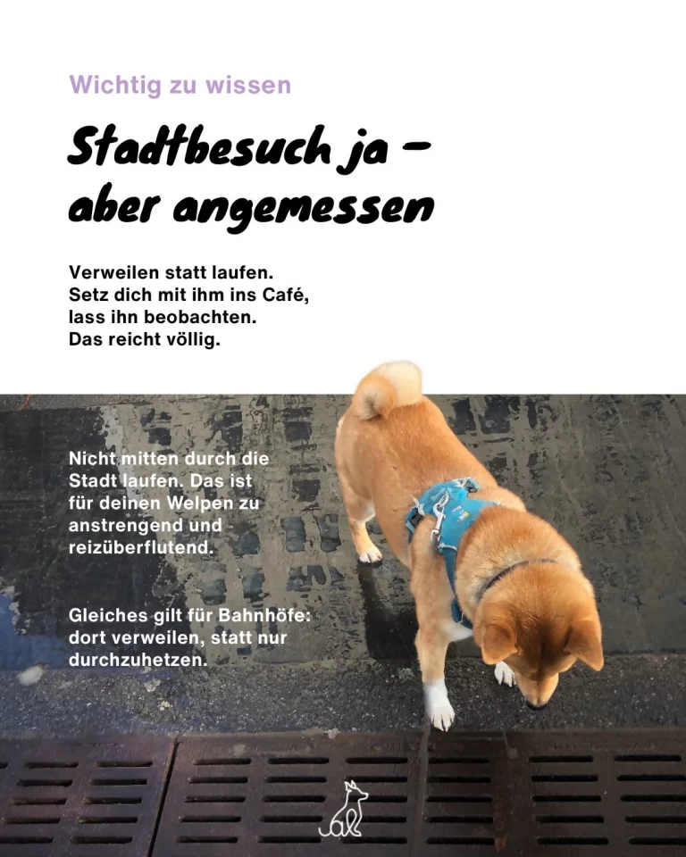 Instagram post from alenas.hundetraining. This post is in position 4.