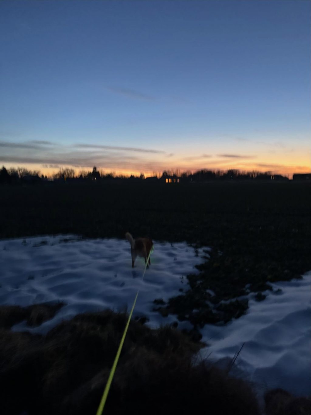 Instagram post from alenas.hundetraining. This post is in position 7.